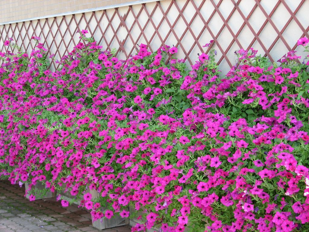 Hakuba Glad Inn Ebisuya Exterior foto